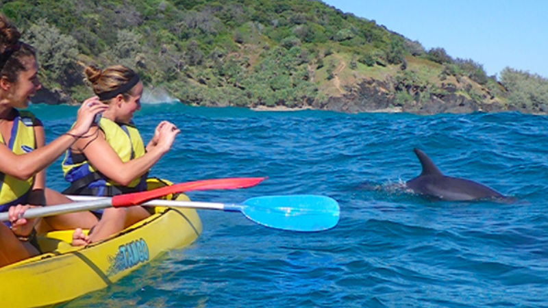 Dolphin Kayak Adventure